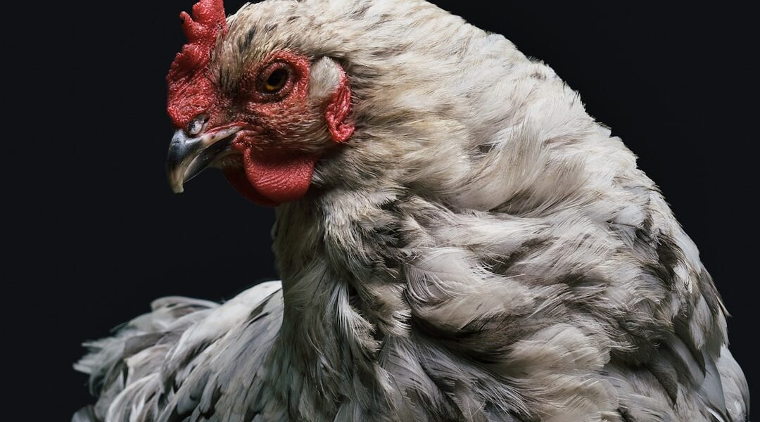 Photo Lavender chicken
