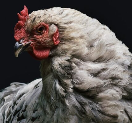 Photo Lavender chicken