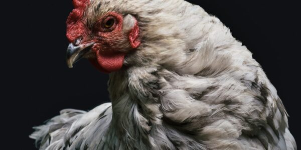Photo Lavender chicken