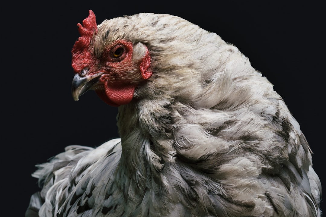 Photo Lavender chicken
